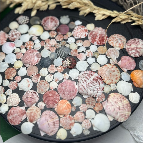 50 Colorful FLORIDA CALICO SCALLOPS SHELLS CRAFTING DIY COLLECTING MIXED LOT - Picture 12 of 17